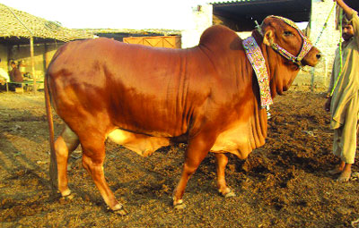 এবার অনলাইনে আরএসএস এর তৈরি গোবর-গোমূত্রে তৈরি সাবান বিক্রি।।   