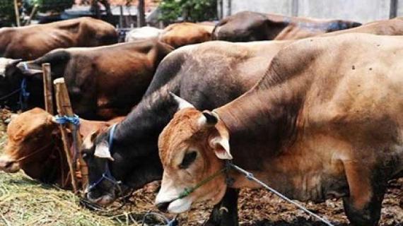 ব্রাহ্মণরাও গো-মাংস খেতেন।। বিজেপি নেতা বমন আচার্য