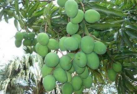 মানসম্মত না হওয়ায় ইউরোপিয় ইউনিয়ন-ভুক্ত দেশগুলোতে রফতানী সমস্যায় বাংলাদেশের আম।।   