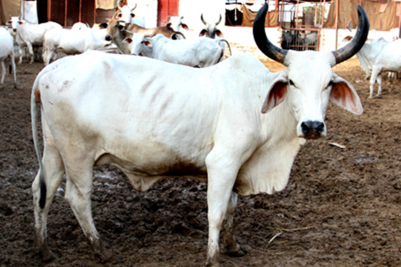 গরুর মাংস বহন সন্দেহে এবার ভারতে ট্রেনে তিন ভাইকে খুন ।