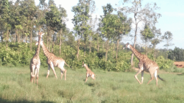 গাজীপুরে বঙ্গবন্ধু সাফারি পার্কে আরেকটি জিরাফের জন্ম।।