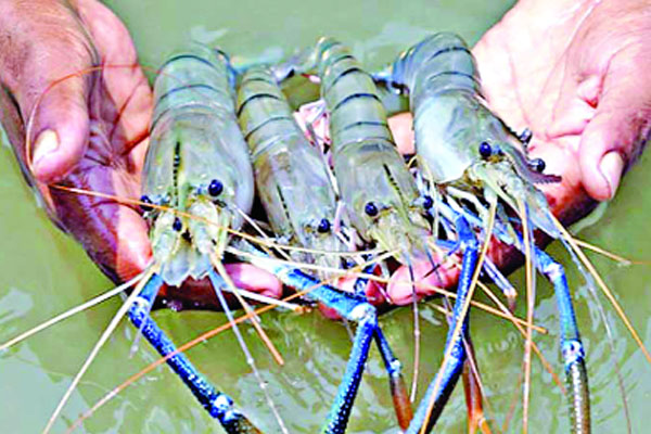 অর্থনীতিতে নতুন মাত্রা ।। গলদা চিংড়ি চাষে রাজশাহীতে খুলল সম্ভবনার দূয়ার   