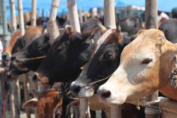 ভারতের ৫ হাজার রুপির গরু সীমান্ত পেরিয়ে বাংলাদেশে ঢোকা মাত্রই মুল্য ৫০ হাজার টাকা ।।