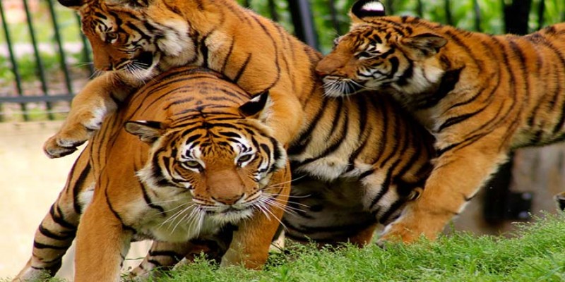 আজ বিশ্ব বাঘ দিবস।।