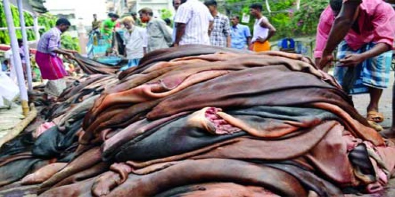কোরবানীর পশুর চামড়ার দাম নির্ধারণ করল সরকার