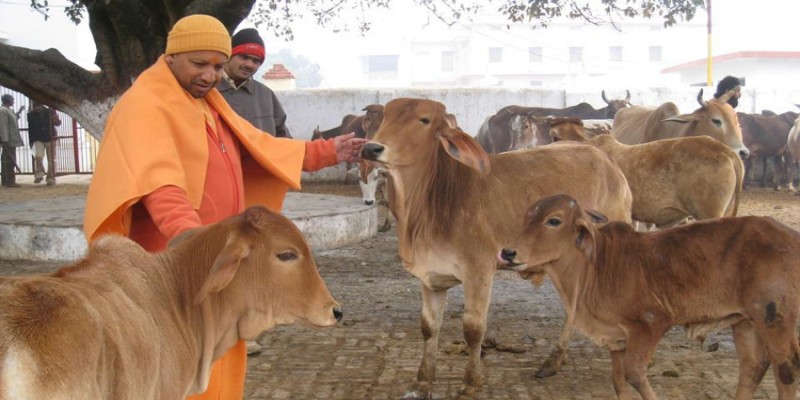 ভারতে গরু রক্ষায় ''গো-শুল্ক'' চালু করলো উত্তর প্রদেশের যোগী সরকার   
