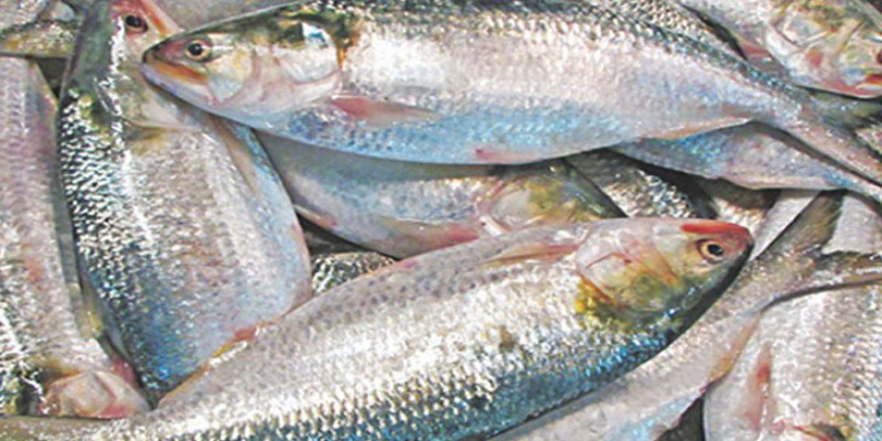 ইলিশের জীবনরহস্য উদ্ঘাটনের আন্তর্জাতিক স্বীকৃতি পেল বাংলাদেশ।।   