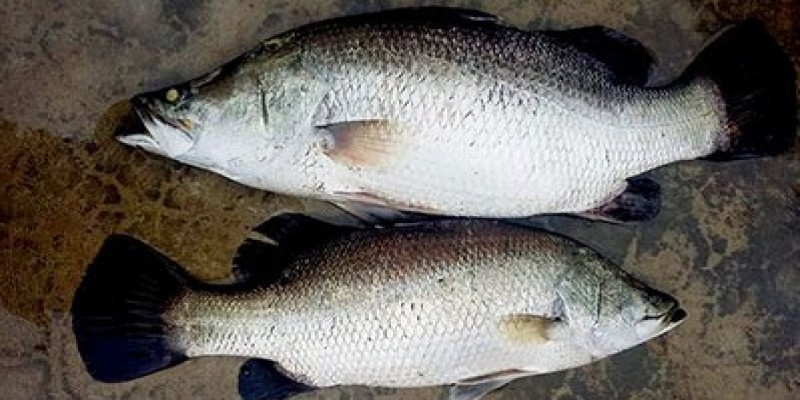 ধানমন্ত্রীর দপ্তরের কথা বলে পুলিশের কেনা মাছ গায়ের জোরে নিলেন কুয়াকাটার মেয়র!!