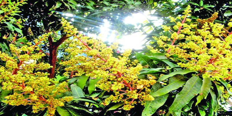 খুলনা বটিয়াঘাটায় গাছে গাছে আমের মুকুলের সমারোহ।।বাম্পার ফলনের আশায় চাষিরা   