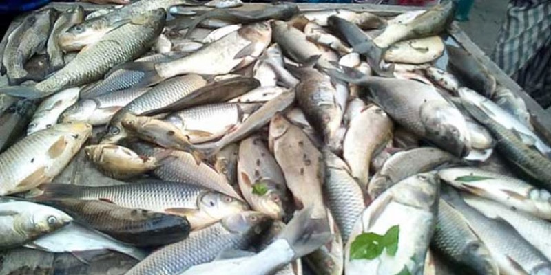 ২০২২ সালে মাছ উৎপাদনে বিশ্বে এক নম্বর অবস্থানে থাকবে বাংলাদেশ।।   