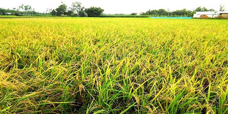 ধান উৎপাদন বৃদ্ধির হারে বিশ্বের শীর্ষে বাংলাদেশ।।এফএও   