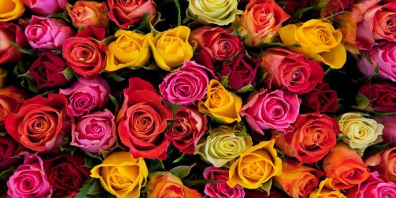 আজ রোজ ডে।।কোন গোলাপের কী মানে?