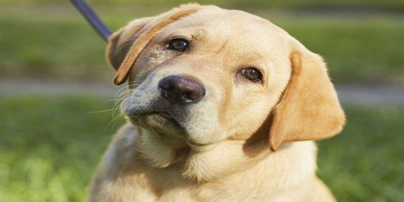 কুকুরকে ২৪ ঘণ্টা বেঁধে রাখলে হবে জেল-জরিমানা।।