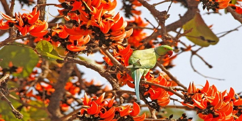 বাঙালির বারো মাসে তেরো পার্বণ।। সংস্কৃতির এক অপার নিদর্শন বসন্ত বরণ   