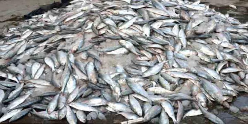 নিষেধাজ্ঞা উপেক্ষা করে মেঘনায় চলছে জাটকা শিকার