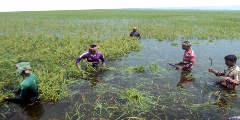 ফণীর প্রভাবে ২৬ জেলার দেড় লাখ একর জমির ফসল নষ্ট॥২১ হাজার বাড়ি ক্ষতিগ্রস্ত