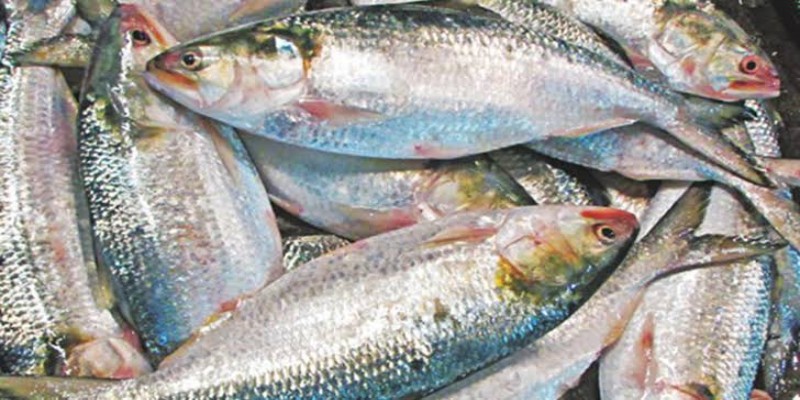 লক্ষিপুরে দুই মণ ধানের দামে বিক্রি হচ্ছে ১ কেজি ইলিশ॥