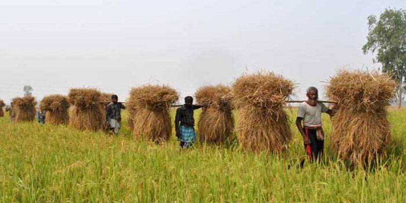 ১০৪০ টাকা মণে কৃষকের কাছ থেকে সরাসরি ধান কিনবে সরকার॥