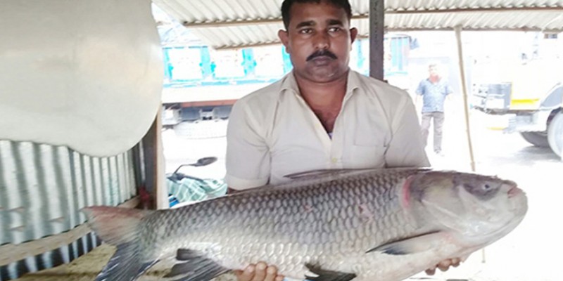 পদ্মায় ধরা পড়া এক কাতল মাছের দাম প্রায় ৪৯ হাজার টাকা!