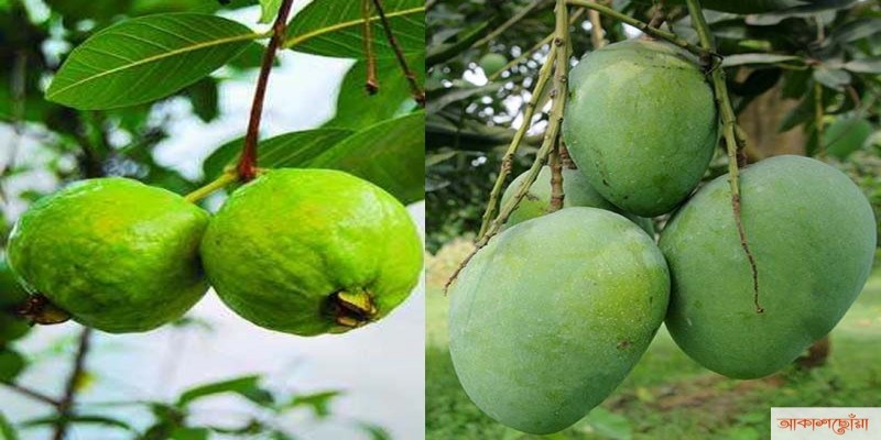 আম উৎপাদনে বিশ্বে সপ্তম ও পেয়ারা উৎপাদনে অষ্টম স্থান দখল করল বাংলাদেশ॥