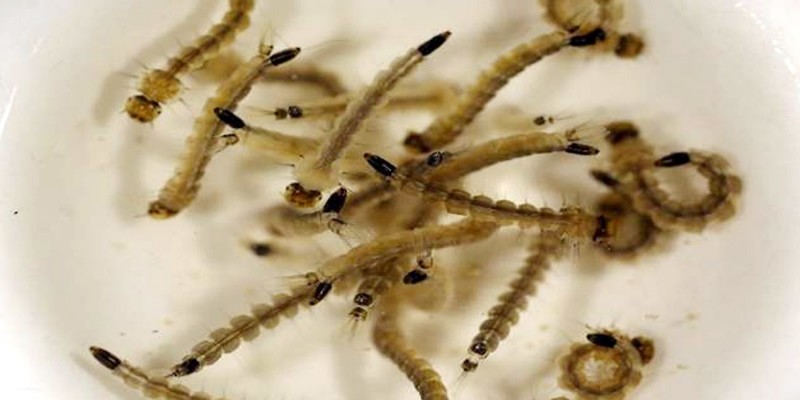 এডিসের লার্ভা পাওয়ায় রাজধানীর এক ভবন মালিককে লাখ টাকা জরিমানা॥