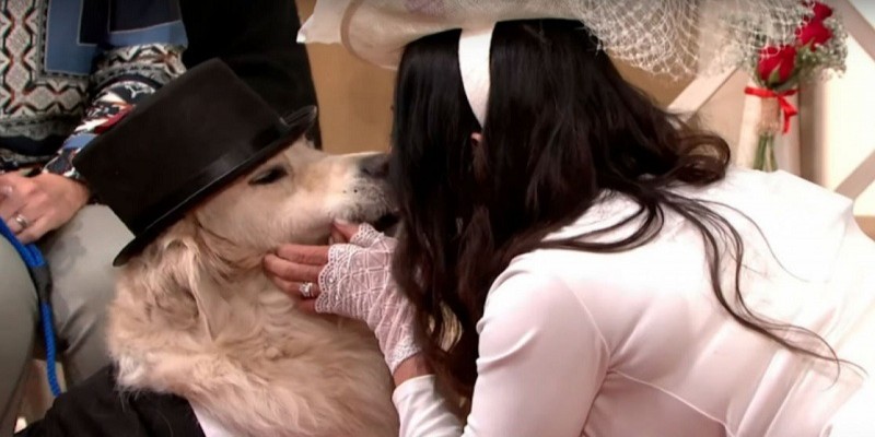 প্রেমে ২২১ বার ব্যর্থ হয়ে শেষ পর্যন্ত কুকুরকেই বিয়ে করলেন ব্রিটিশ মডেল॥