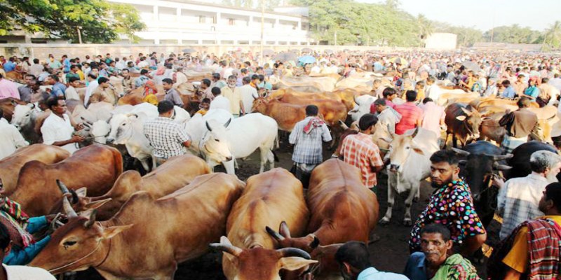 কোরবানী উপলক্ষে রাজধানীর দুই সিটিতে ২৪ পশুর হাট॥
