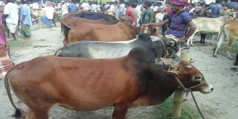 অনলাইনে জমে উঠেছে কোরবানীর পশু বেচা-কেনা॥