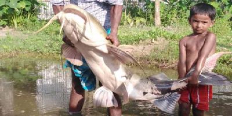 মহানন্দায় ধরা পড়ল এক মণ ওজনের বাঘাইড়॥