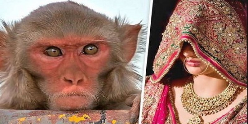 ভারতের বিহারের রতনপুর গ্রামে বানরের কারণে বিয়ে হচ্ছে না মেয়েদের॥