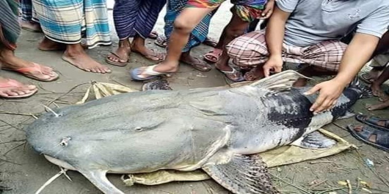 দিক হারিয়ে ডোবায় ঢুকে পড়ল ৮২ কেজি ওজনের বাঘাইড়॥