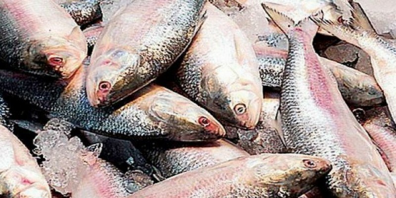 পুজোর সময়ে ভারতে ৫০০ মে. টন ইলিশ রপ্তানির অনুমোদন দিল বাংলাদেশ॥