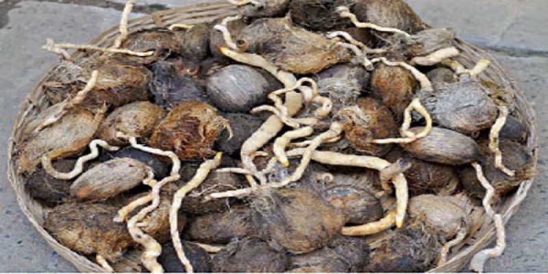 বজ্রপাত প্রতিরোধে গাংনীতে ৩ হাজার তালের বীজ রোপণ ।।