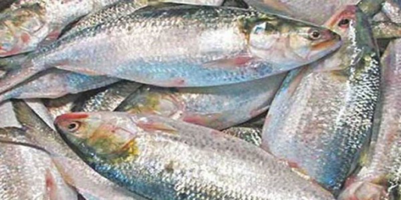 ভারতে পাঠানো ইলিশের প্রথম চালান বেনাপোলে আটকা ।।