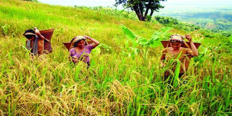 পাহাড়ে জুম কাটার ধুম, চলছে নবান্ন উৎসব ।।