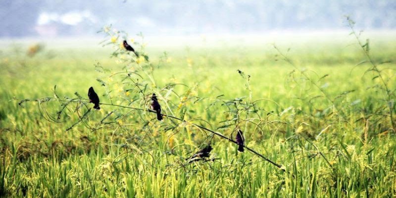 বাংলা দিনপঞ্জি বদল ।। আজ পয়লা কার্তিক