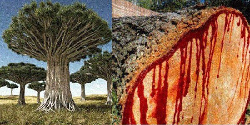 ড্রাগন ট্রি ।। কাটলেই রক্তের ধারা বইতে থাকে