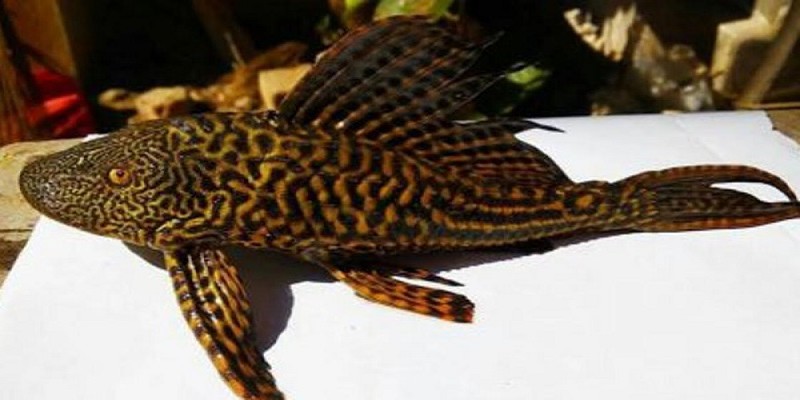 চুয়াডাঙ্গায় পুকুরে ধরা পড়লো বিরল প্রজাতির মাছ॥