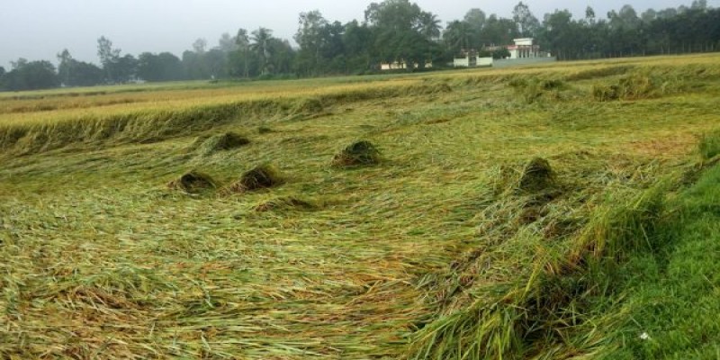 ঘূর্নিঝড়ের কুপ্রভাবে ভোলায় ৫৭ হাজার হেক্টর জমির ফসল ক্ষতির আশঙ্কা॥   