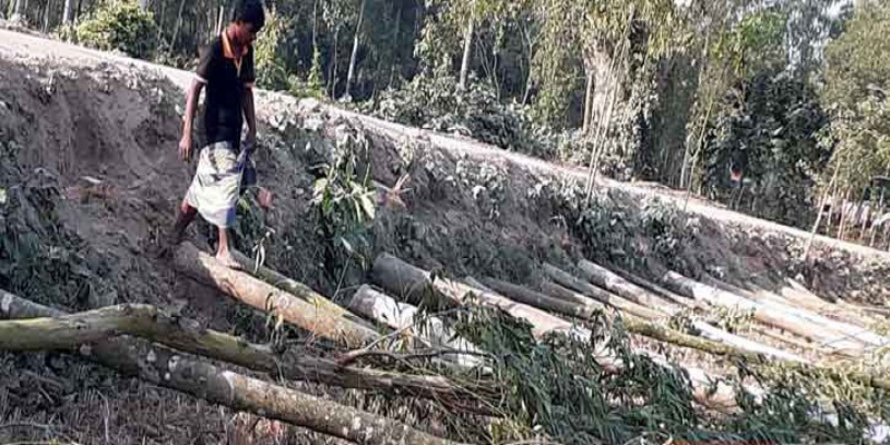 এমপির আত্মীয় পরিচয়ে সরকারি গাছ কাটলো আ’লীগ নেতা॥   