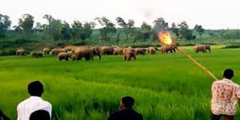 সন্ধ্যা হলেই হাতি’র উপদ্রব॥ আতঙ্কে জামালপুরের বকশীগঞ্জ সীমান্তের মানুষ