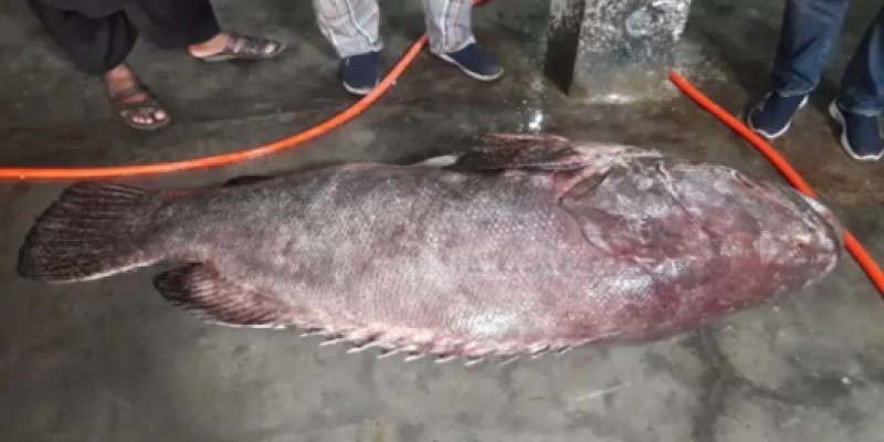 খুলনায় এক মাছের ওজন সাড়ে তিন মণ ॥ লাখ টাকায় বিক্রি