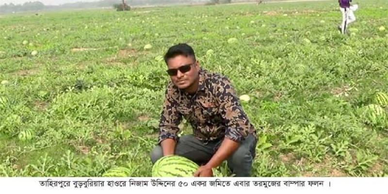 তাহিরপুরে হাওরে নিজাম উদ্দিনের ৫০ একর জমিতে এবার তরমুজের বাম্পার ফলন 