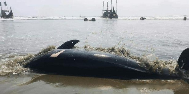 টেকনাফে ডলফিন পিটিয়ে মারলেন জেলেরা॥