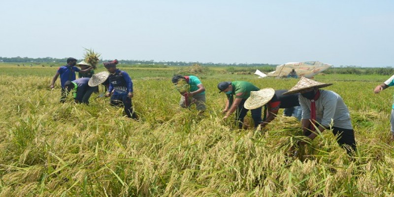 সুনামগঞ্জে দিনব্যাপী কৃষকদের পাকা ধান কাটল কর্ণিকার মুক্ত স্কাউটস গ্রুপ 