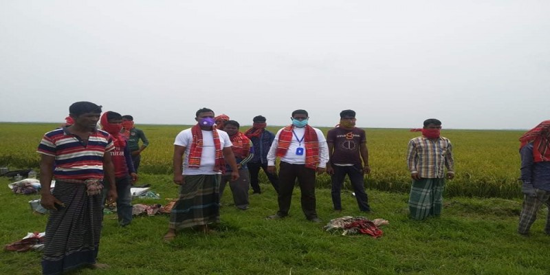 জামালগঞ্জে ত্রাণের বিনিময়ে ধান কাটা