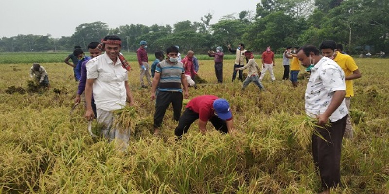 সুনামগঞ্জের ধর্মপাশা উপজেলায় ধান কাটেন- উপজেলা নির্বাহী কর্মকর্তা- আবু তালেব