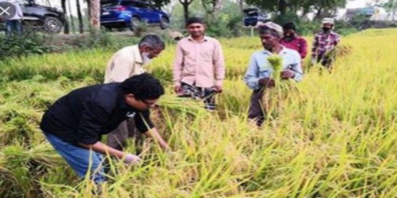 চলন বিলে ধান কেটে কৃষকদের উৎসাহিত করলেন আইসিটি প্রতিমন্ত্রী পলক॥