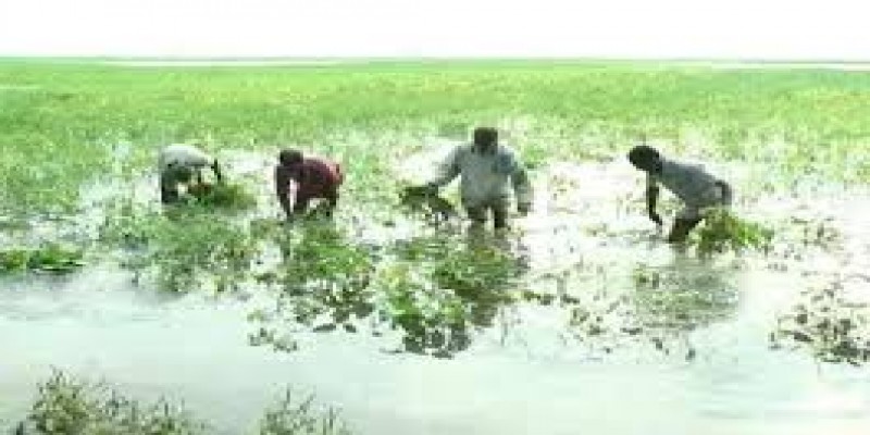 ভোলায় ১৭ হাজার হেক্টর জমির রবিশস্য তলিয়ে গেছে॥