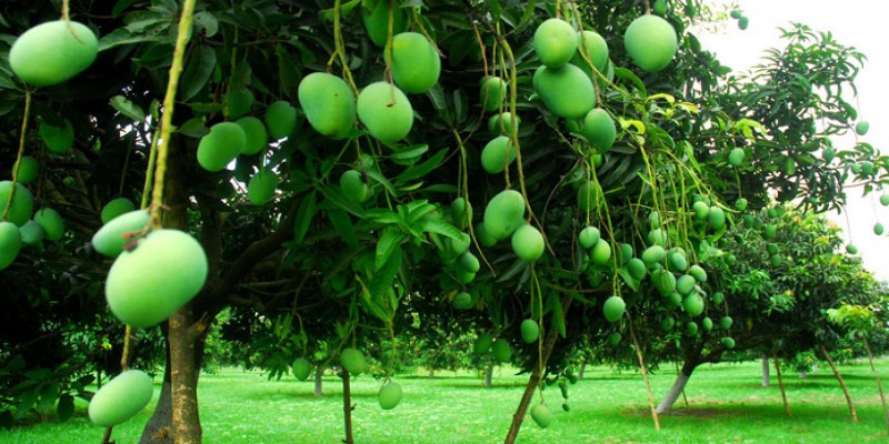 ১৫ মে থেকে রাজধানীর বাজারে মিলবে রাজশাহীর আম॥